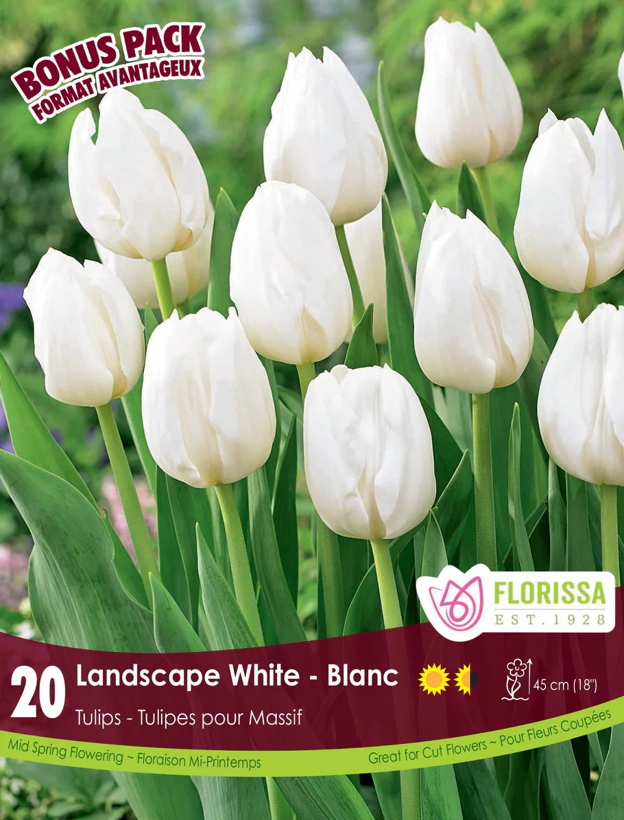 Landscape White Tulip - Bonus Pack