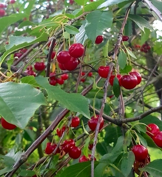 Prunus x kerrasis 'Valentine' & 'Sweet Things' Pair