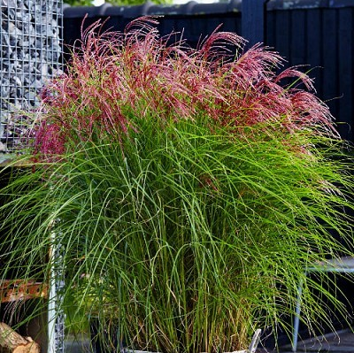 Miscanthus sinensis 'Red Cloud'