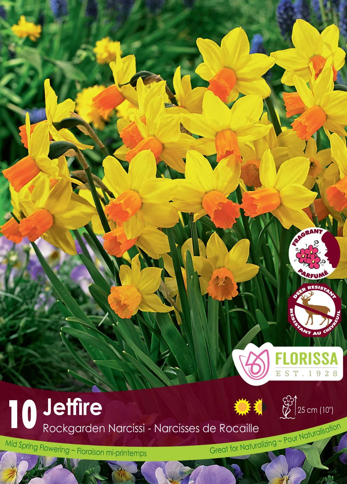 Narcissus cyclamineus 'Jetfire'