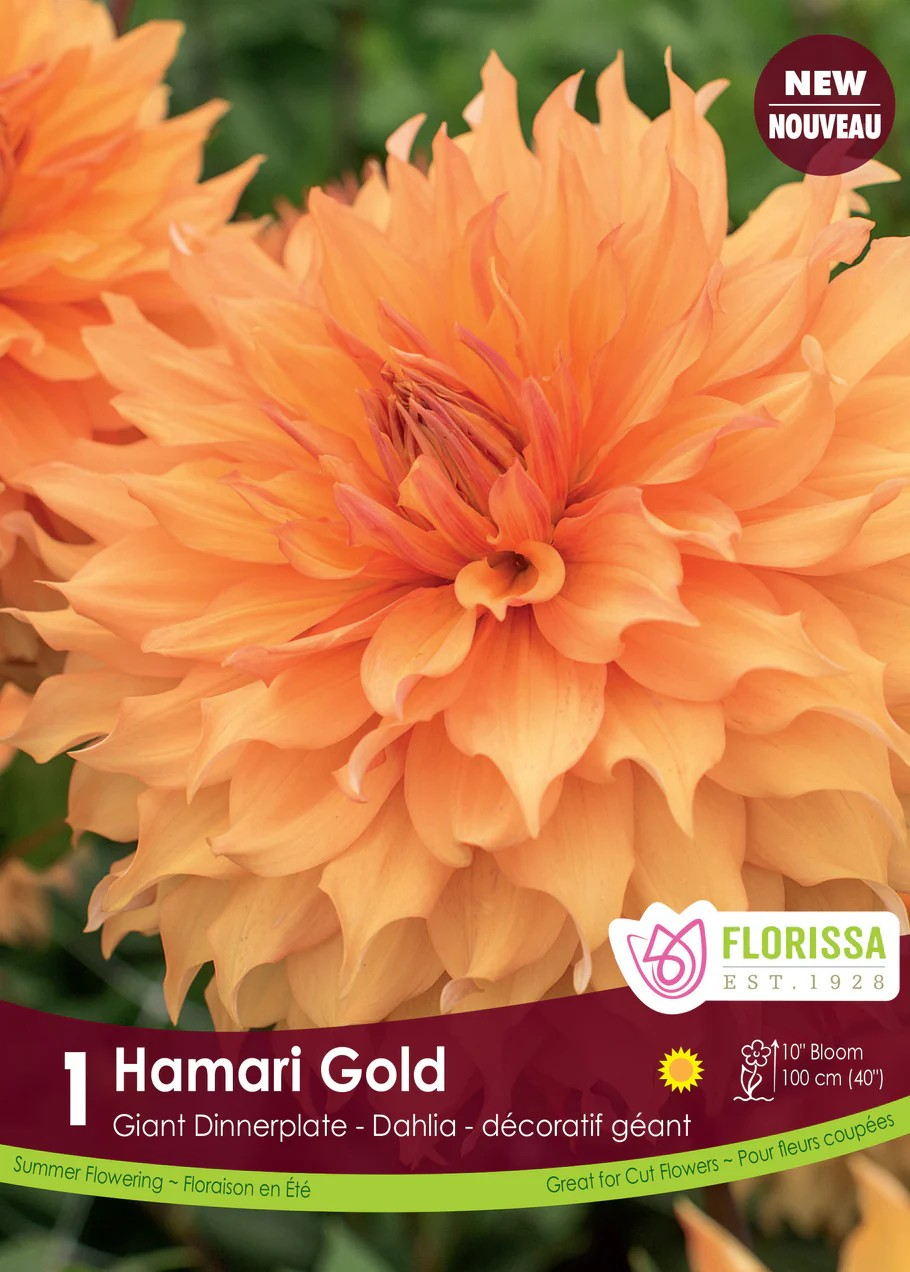 Dahlia Dinnerplate - Hamari Gold Premium