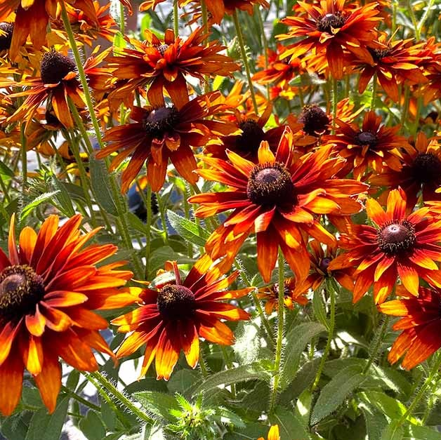 Rudbeckia 'Summer Sienna'