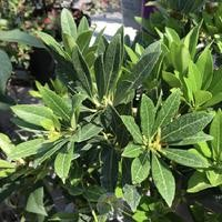 Pieris japonica 'Snowdrift'