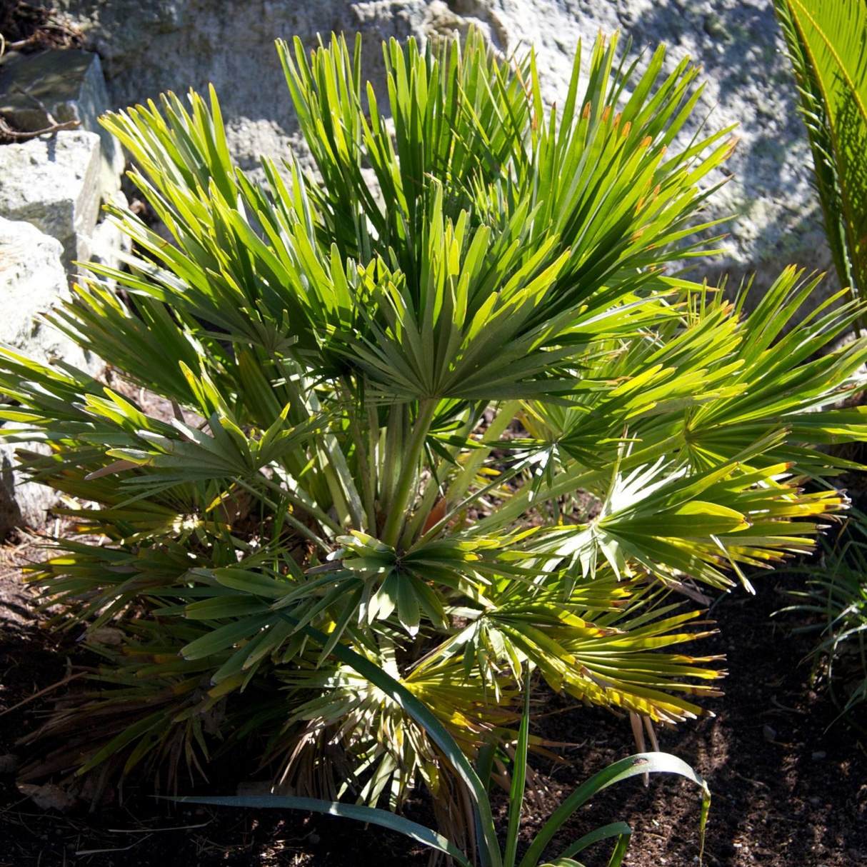 Chamaerops humilis 'Volcano'