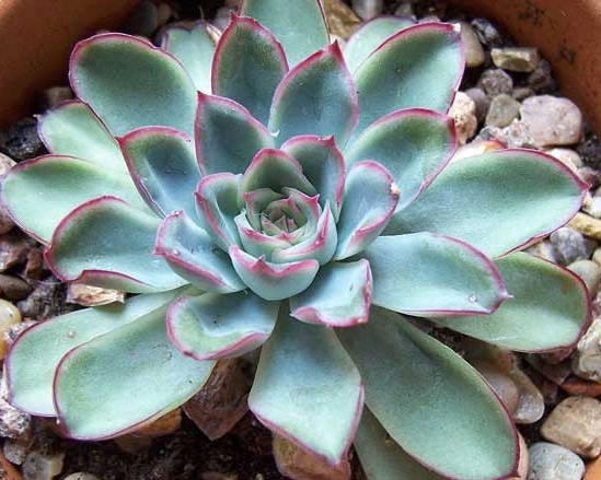 Echeveria 'Pelusida'
