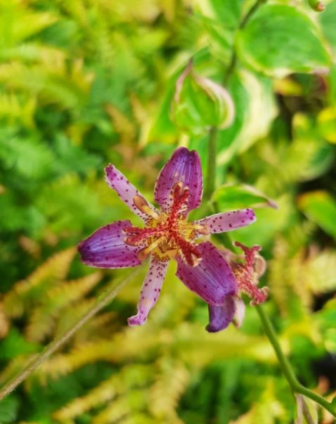 Tricyrtis formsana 'Ninja Star'