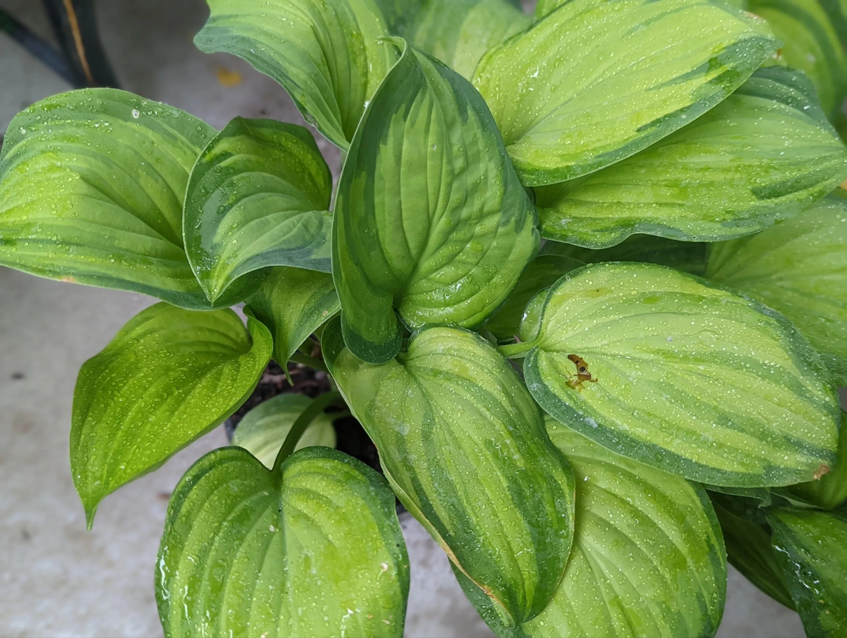 Hosta 'Ambrosia'