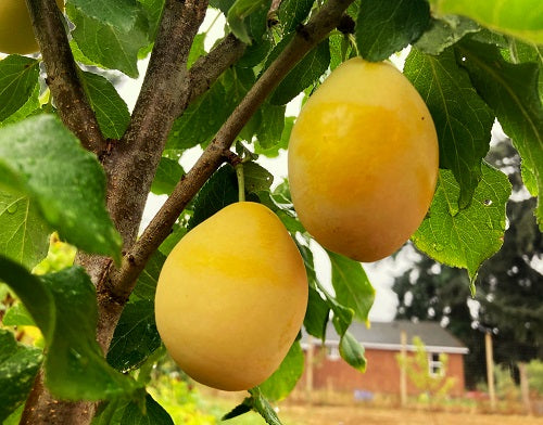 Plum - Prunus Domestica 'Yellow Egg'