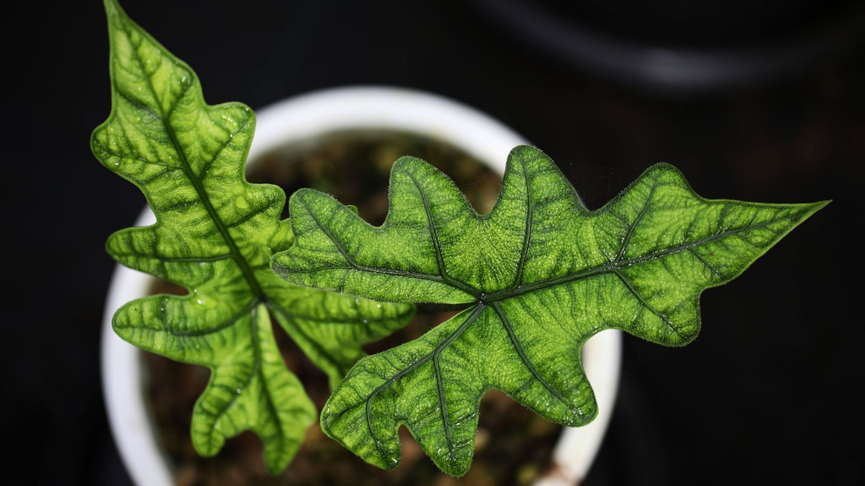 Alocasia 'Jacklyn'