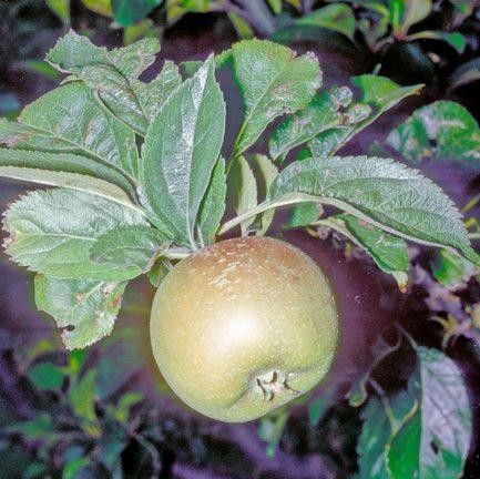 Apple - Malus 'Golden Reinette'