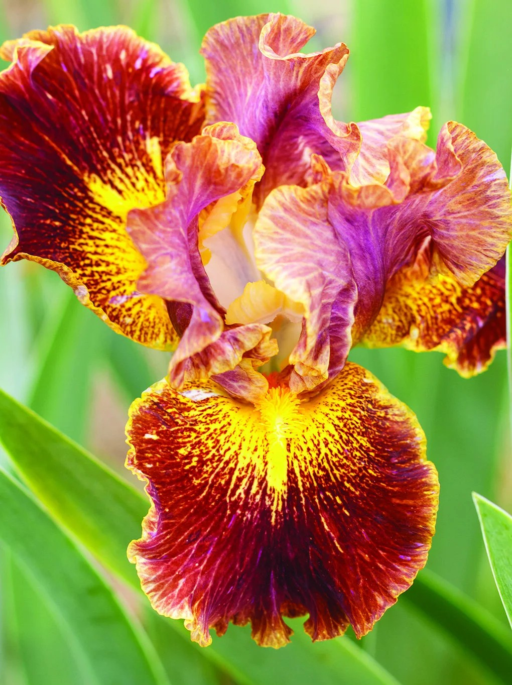 Iris sibirica 'Paprikash'