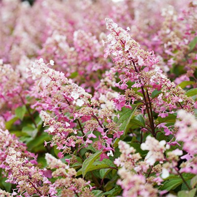 Hydrangea paniculata 'Candlelight'