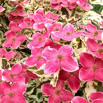 Cornus kousa 'Aka tsuki'