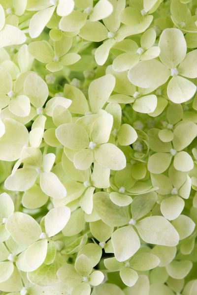 Hydrangea paniculata 'Lime Sparkle'