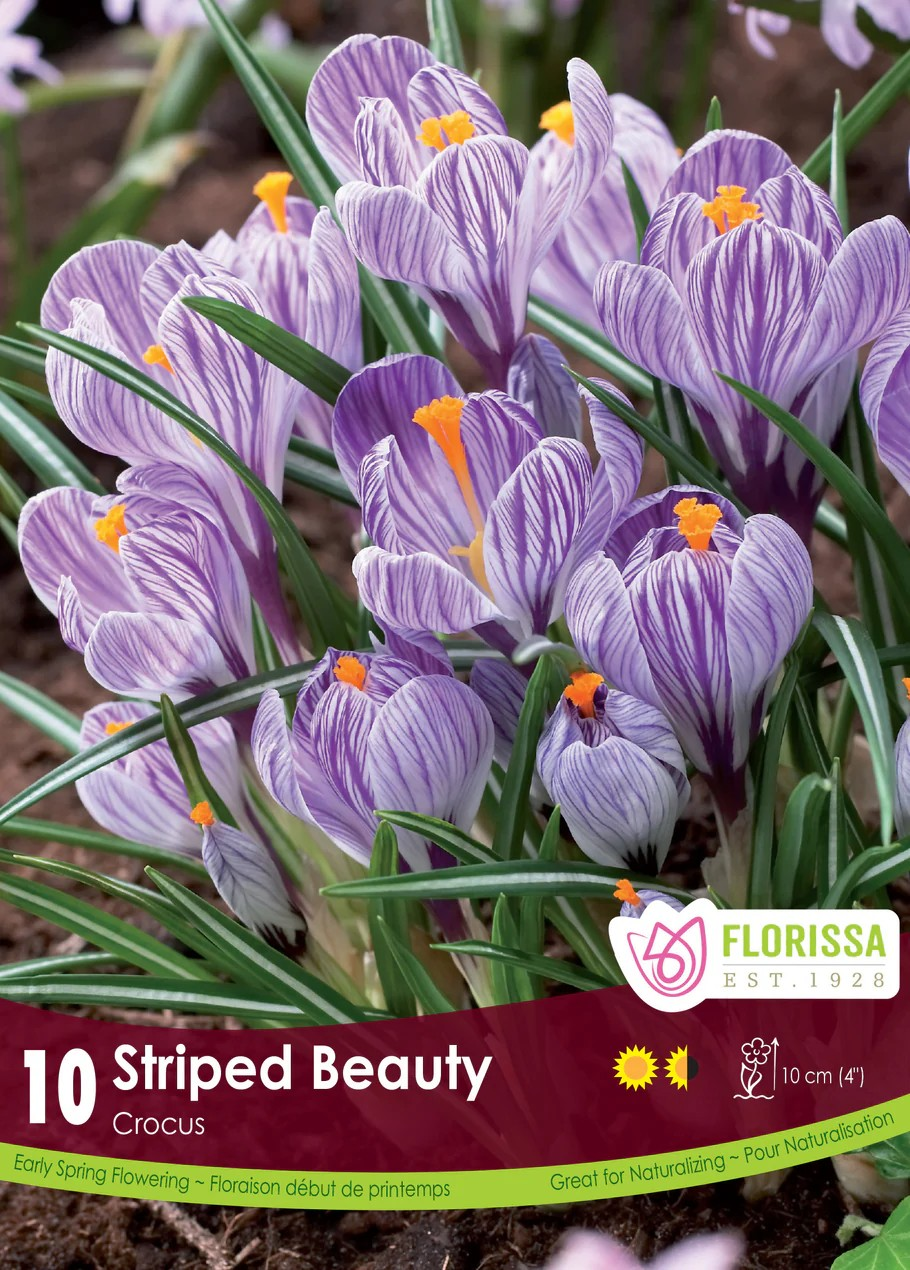 Crocus vernus 'Striped Beauty'