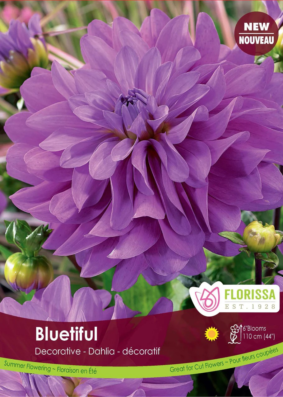 Dahlia Decorative Bluetiful
