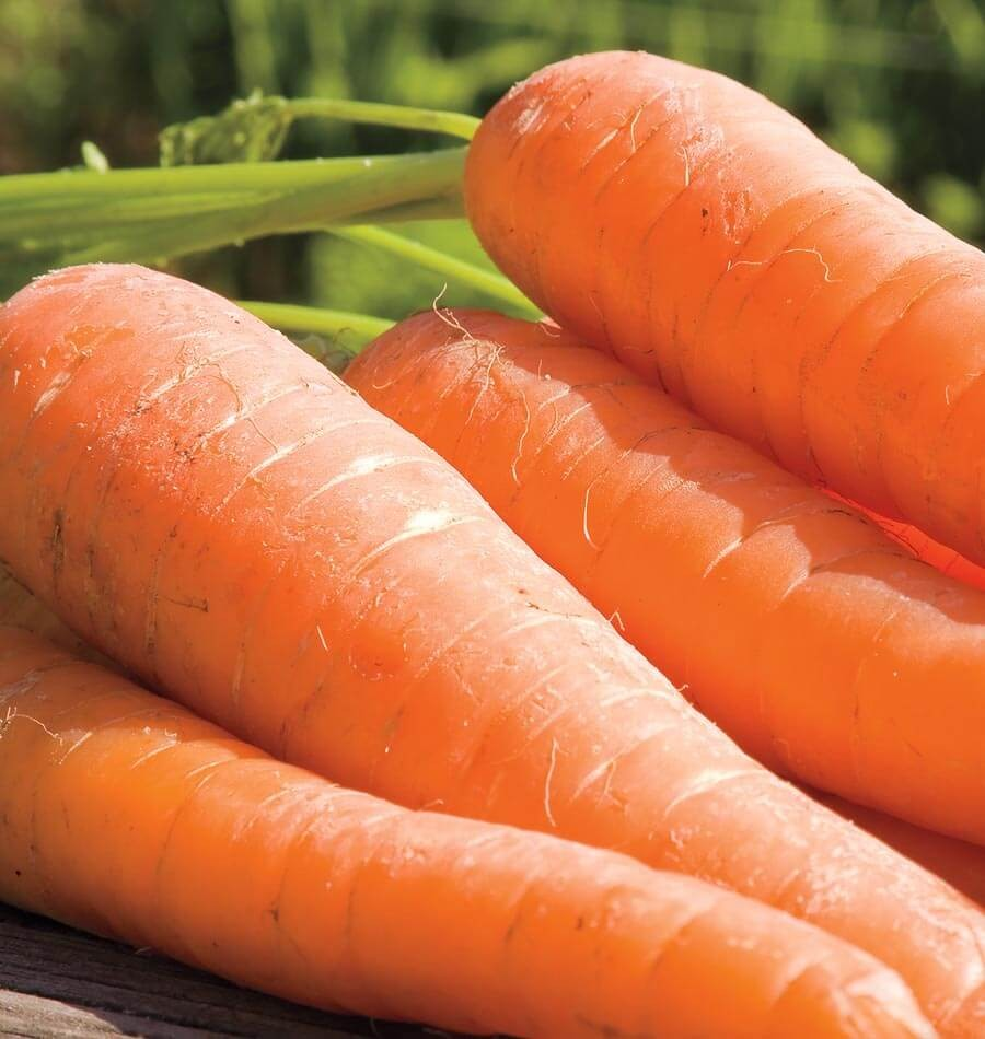 Carrots - YaYa - Certified Organic