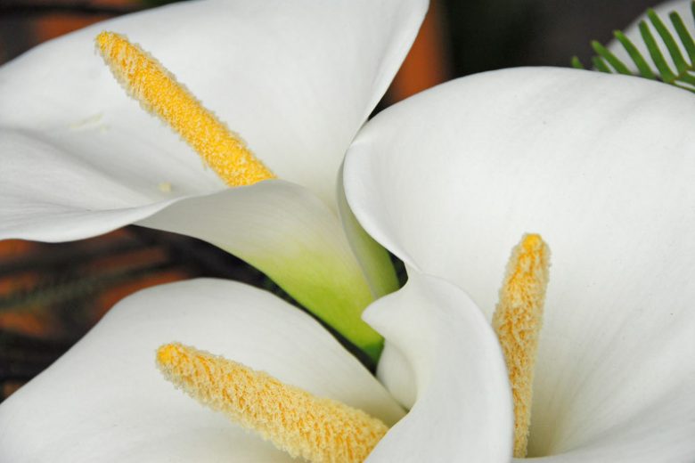 Zantedeschia aethiopica 'Snow White' - Hardy
