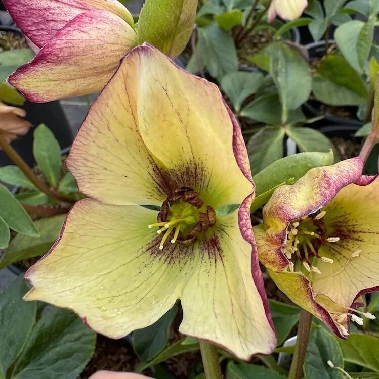 Helleborus 'Anja Odoulf'
