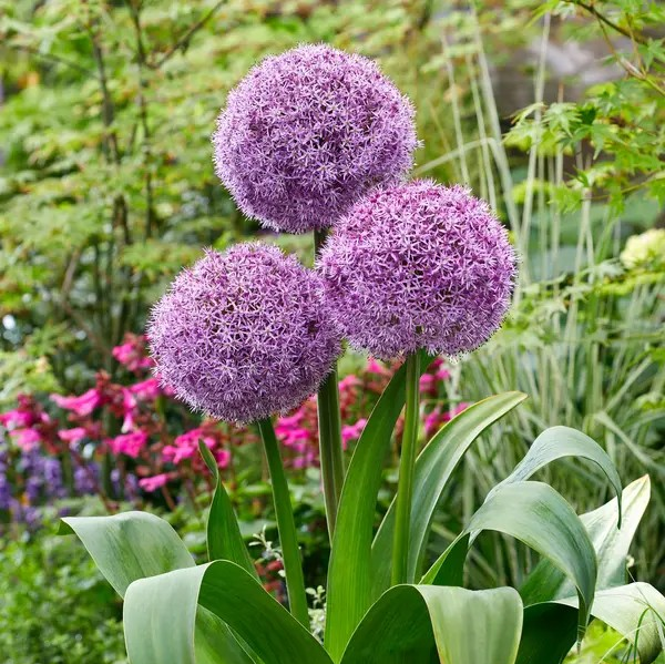 Allium 'Party Balloons'