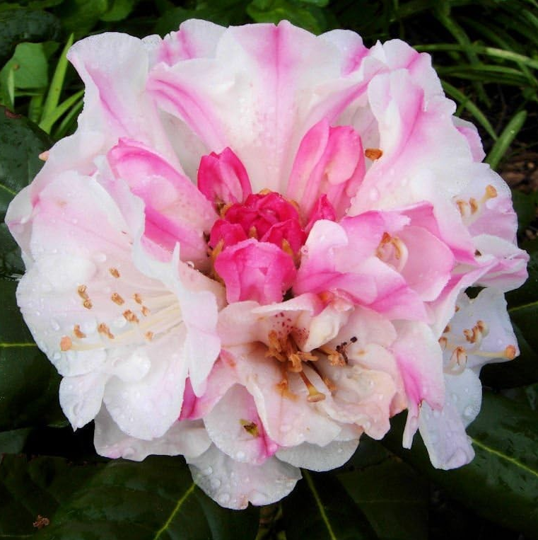 Rhododendron 'Kodiak'