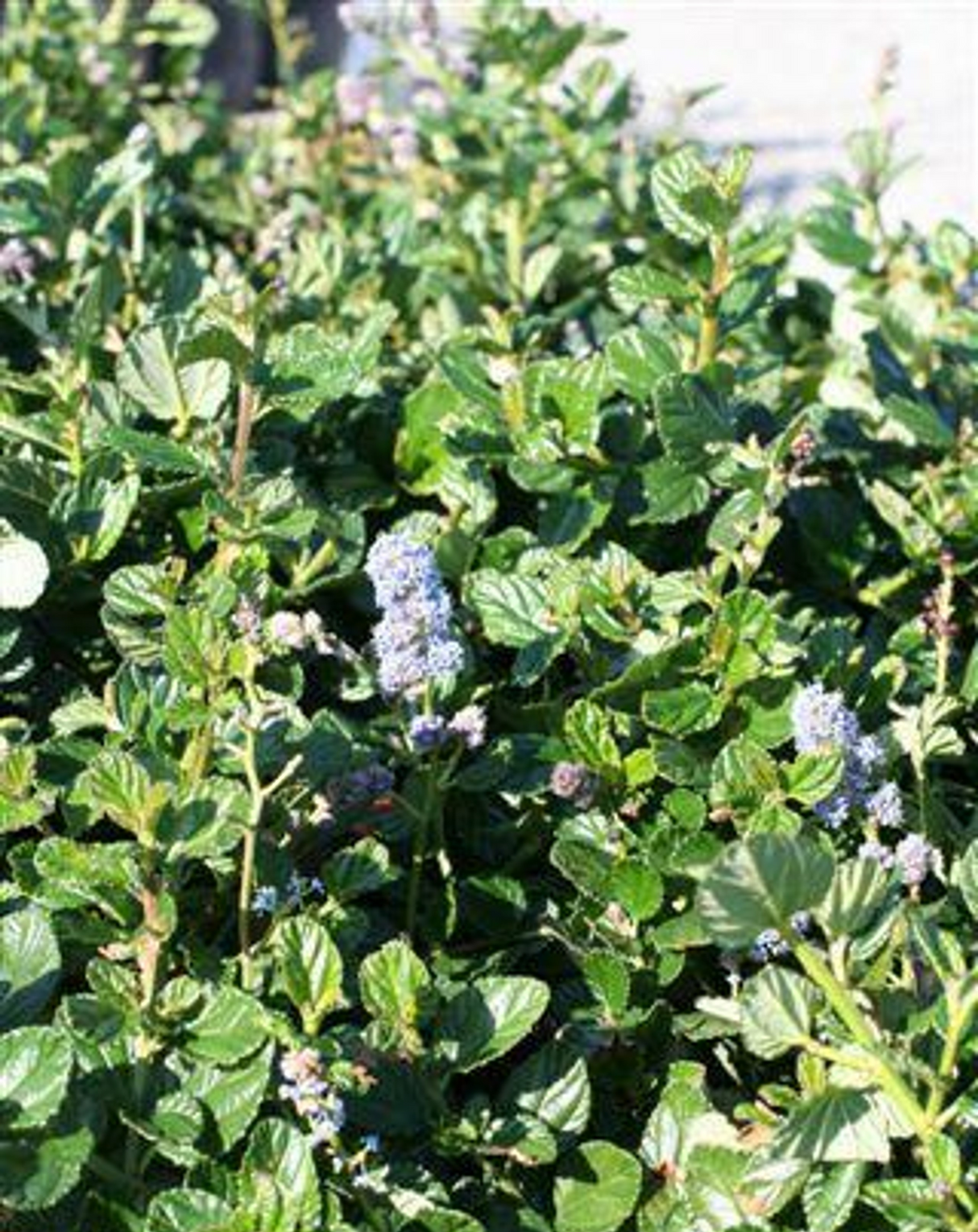 Ceanothus 'Carmel Creeper'
