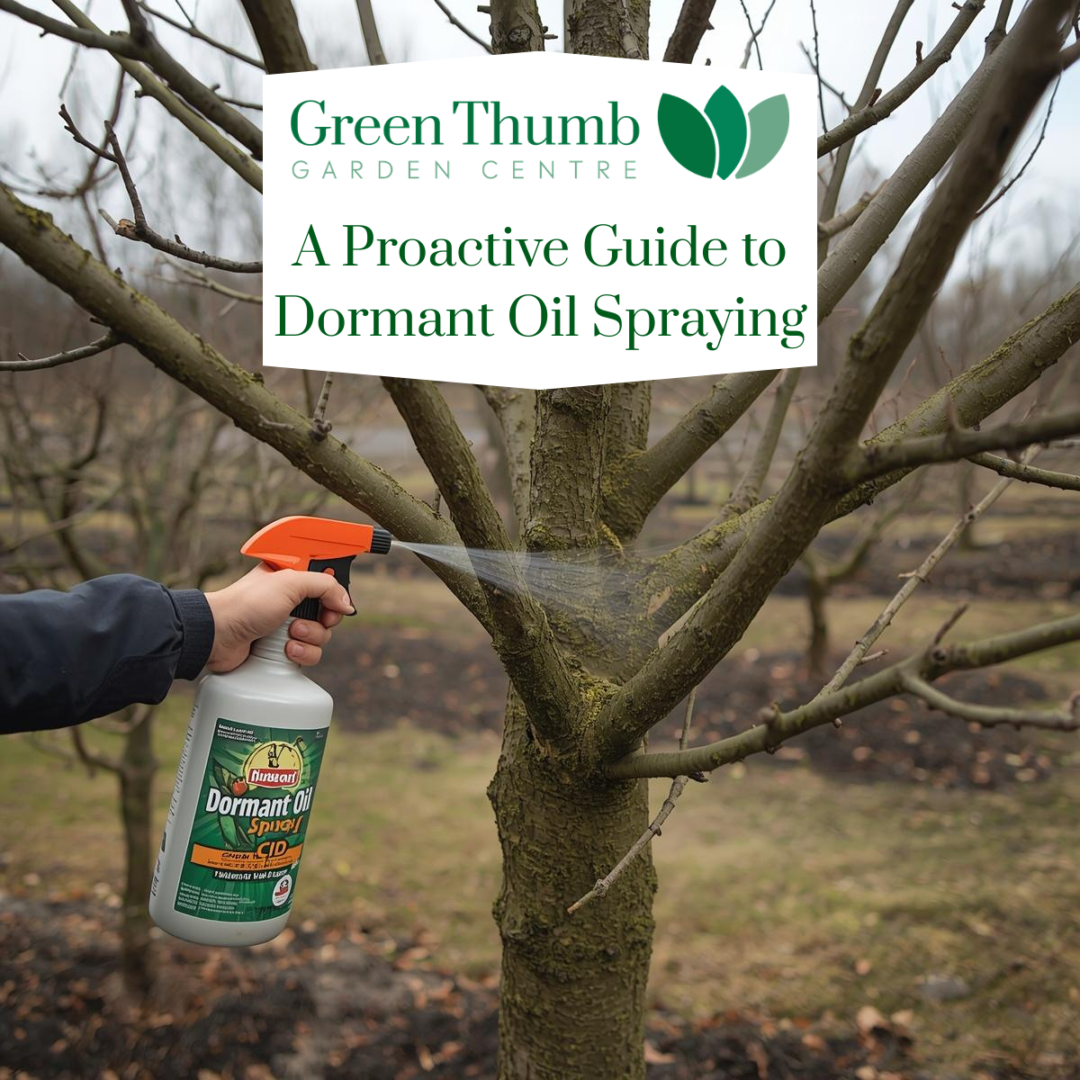 A Proactive Guide to Dormant Oil Spraying