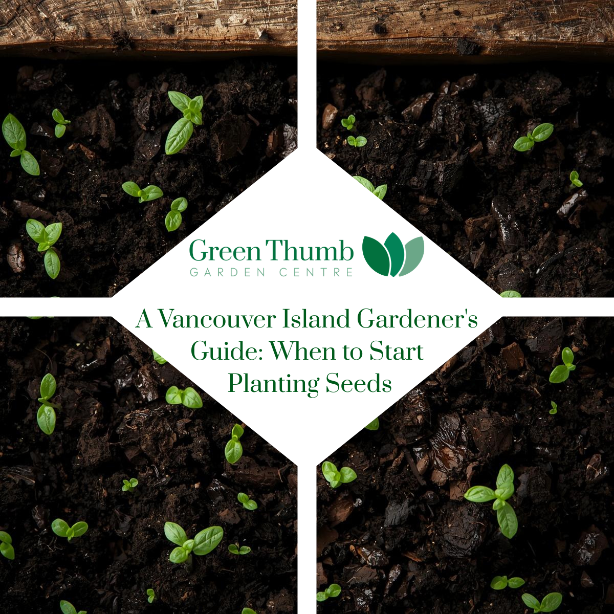 A Vancouver Island Gardener's Guide: When to Start Planting Seeds