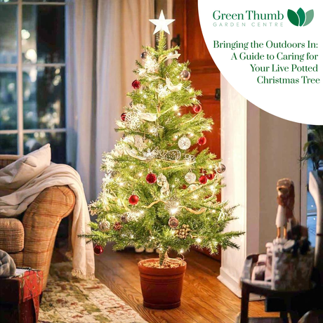 Bringing the Outdoors In: A Guide to Caring for Your Live Potted Christmas Tree