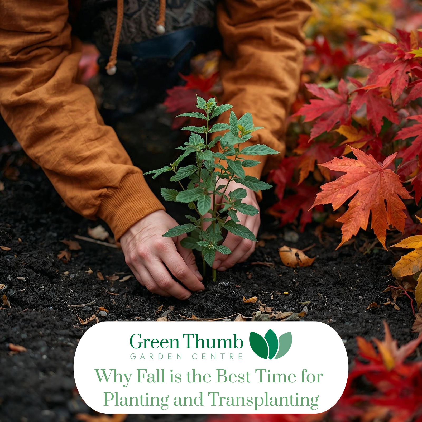 Why Fall is the Best Time for Planting and Transplanting
