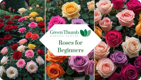 Roses for Beginners