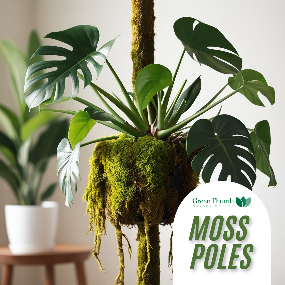 How to Use Moss Poles for Bigger, Healthier Monstera Leaves