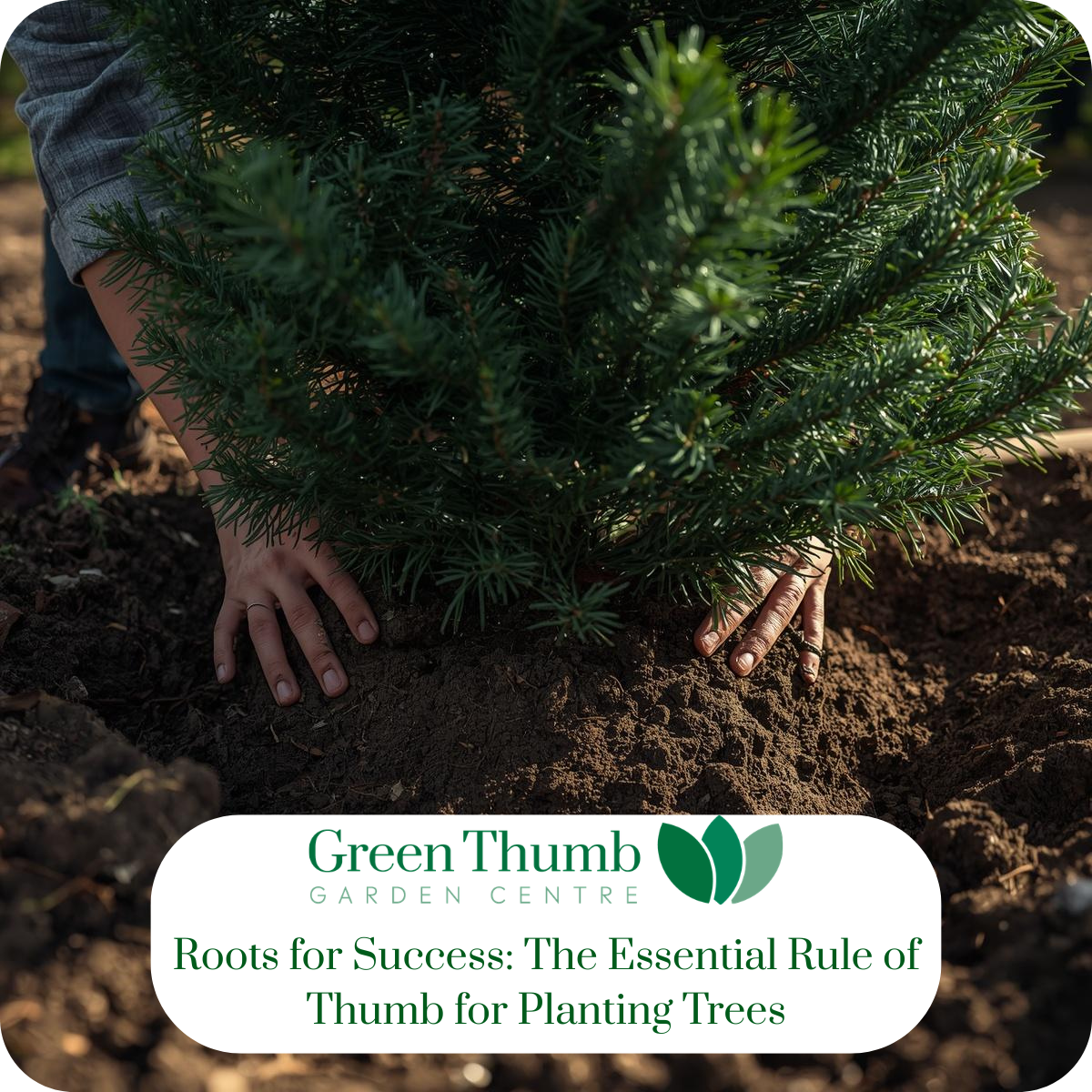 Roots for Success: The Essential Rule of Thumb for Planting Trees