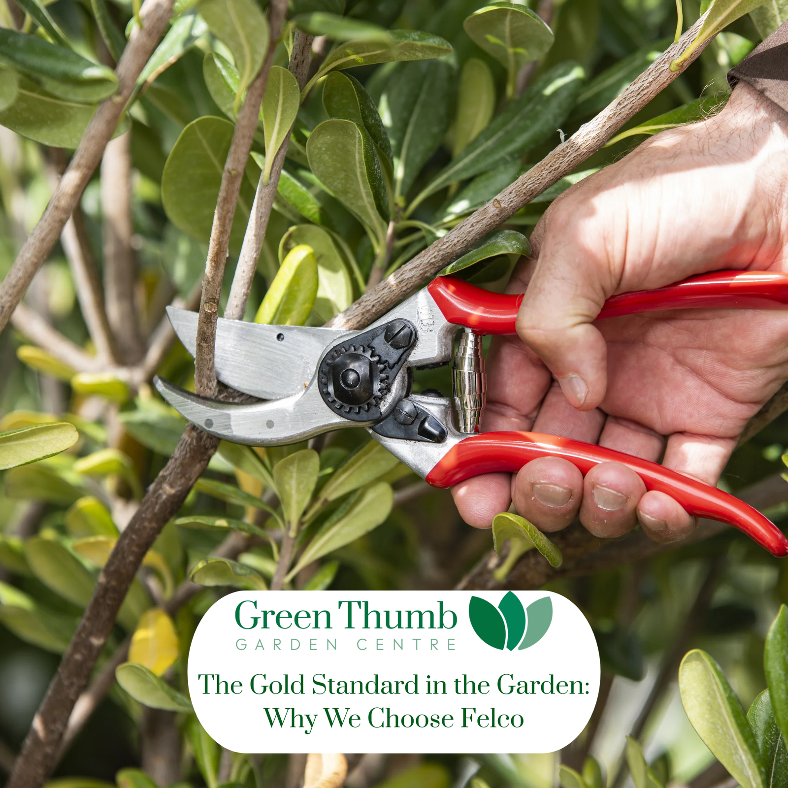 The Gold Standard in the Garden: Why We Choose Felco