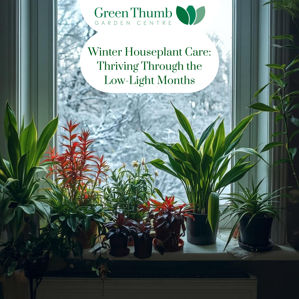 Winter Houseplant Care: Thriving Through the Low-Light Months