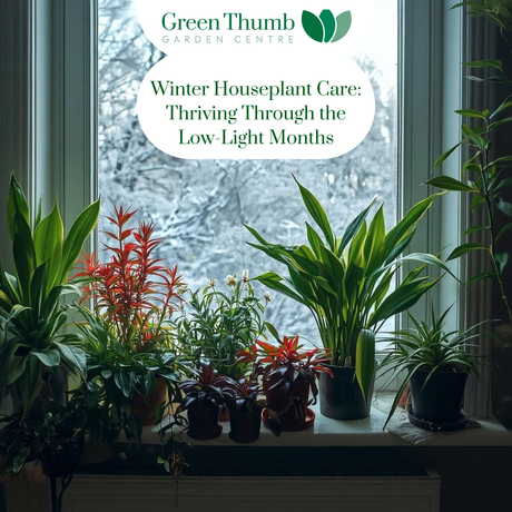 Winter Houseplant Care: Thriving Through the Low-Light Months