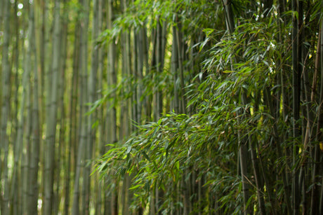 Bamboo