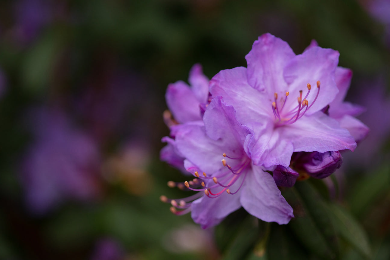 Rhododendron