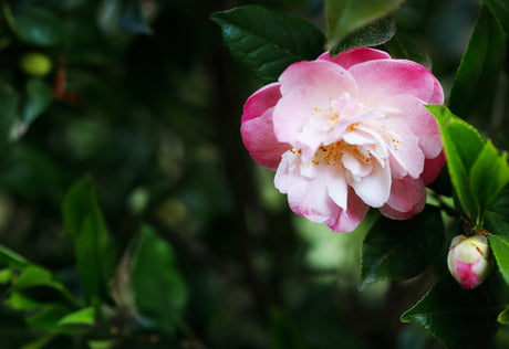 Camellia