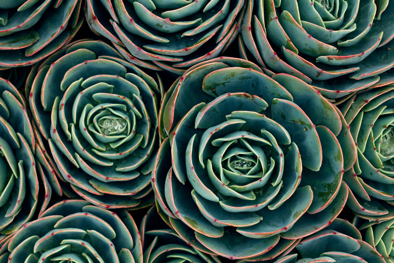 Succulents