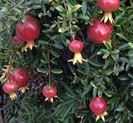 Pomegranate-Punica granatum 'Dwarf Red'