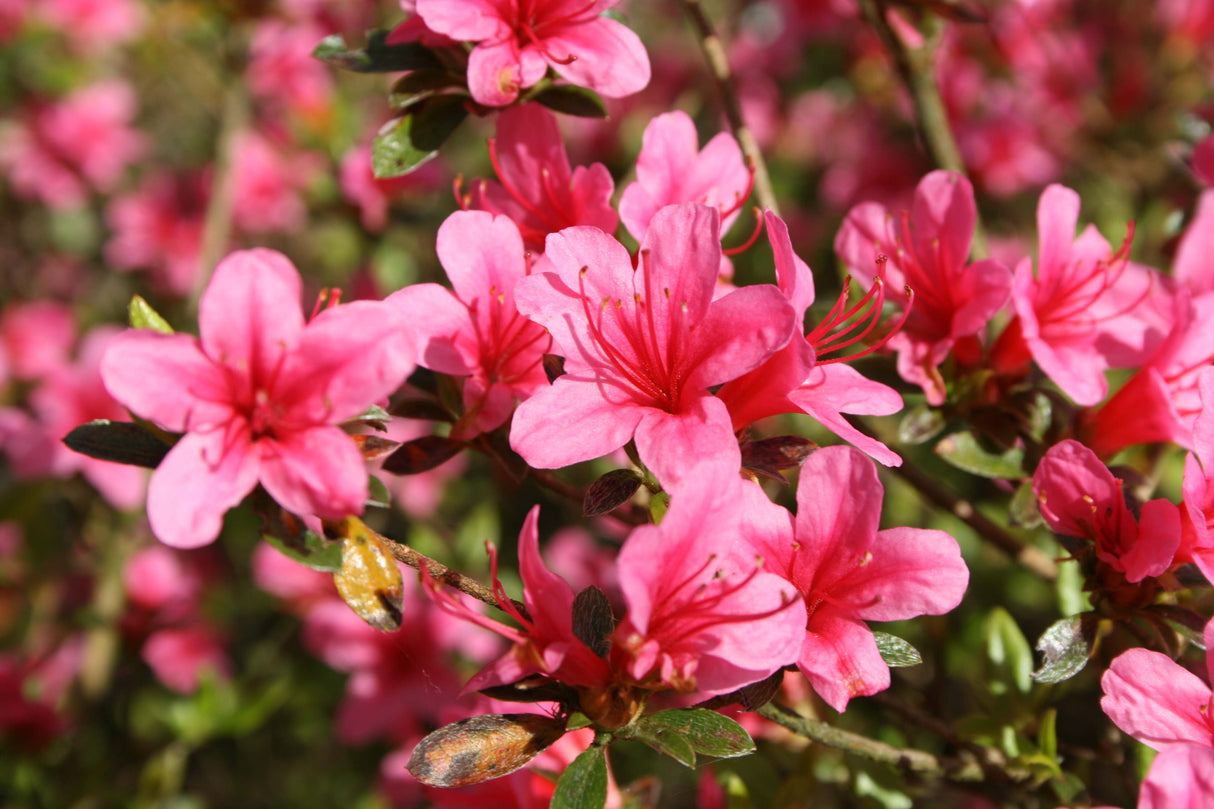 Azalea obtusum 'Silvester'