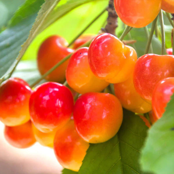 Cherry - Prunus avium 'Royal Ann'