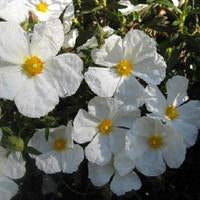 Cistus ladanifer 'Frank Birch'
