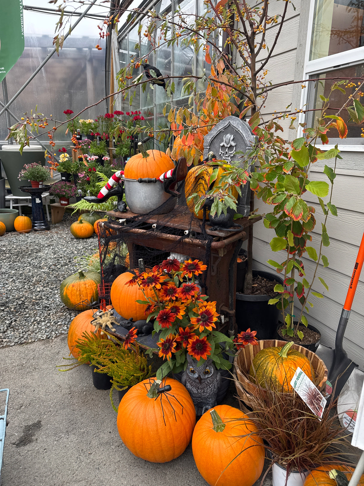 Pumpkin by donation