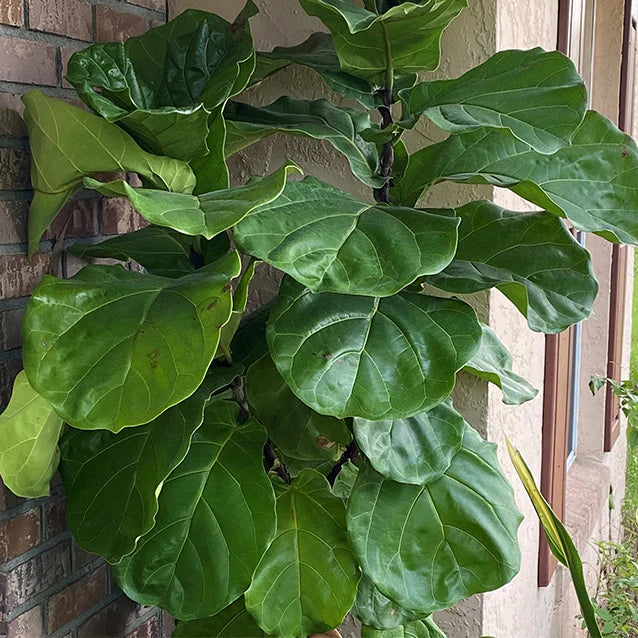 Ficus lyrata 'Suncoast'