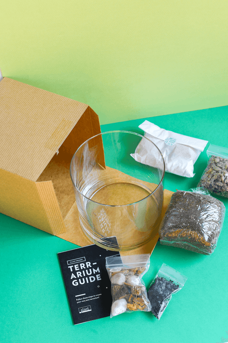 Terrarium Kit : Large Cylinder