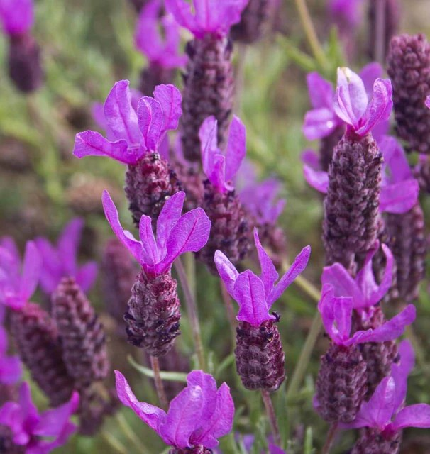 Lavender - French Lavender Seeds