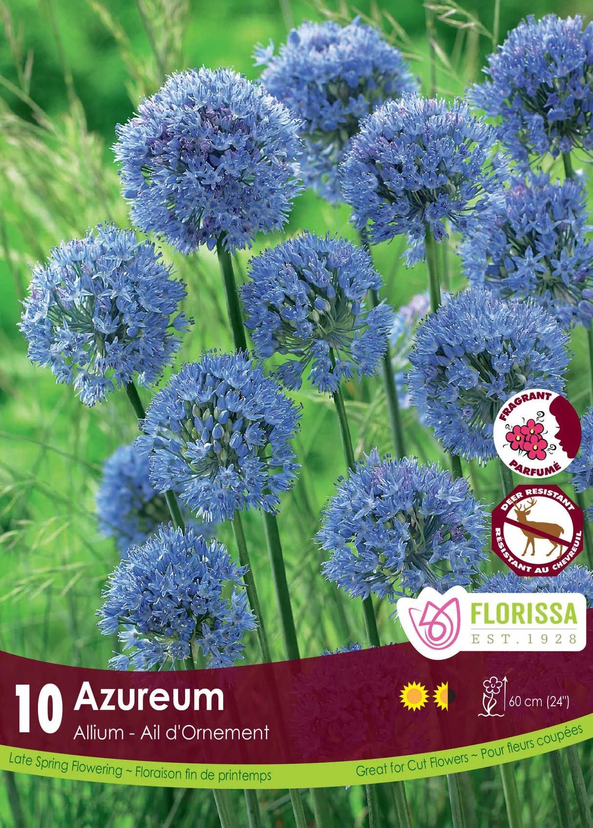 Allium 'Azureum'