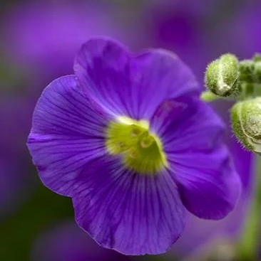 Aubrieta 'Glacier Violet'